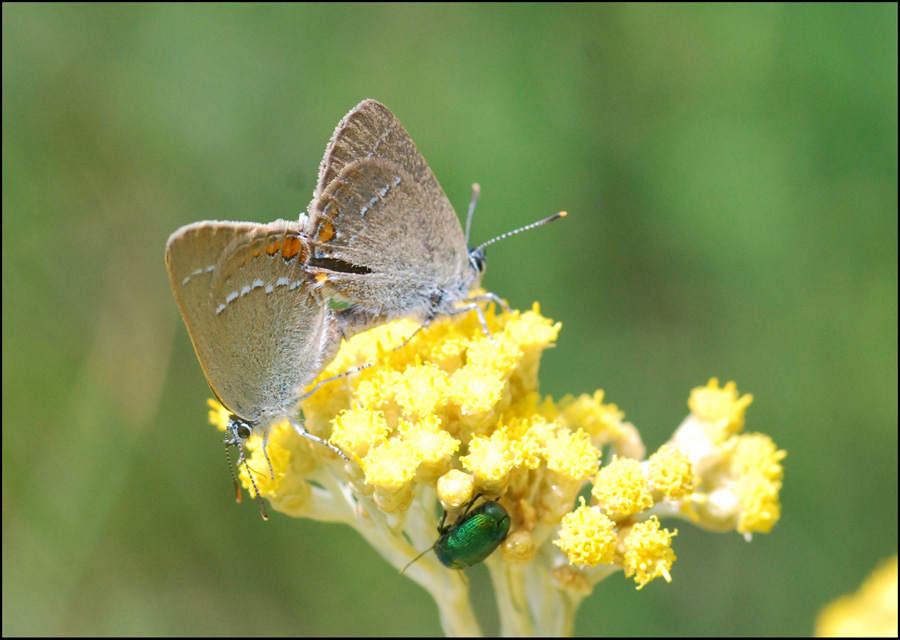 satyrium acacie?